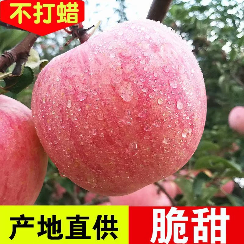 大果5斤  净果4.8-5.5斤（瓦房店红富士苹果）新鲜脆甜 产地直发  包邮