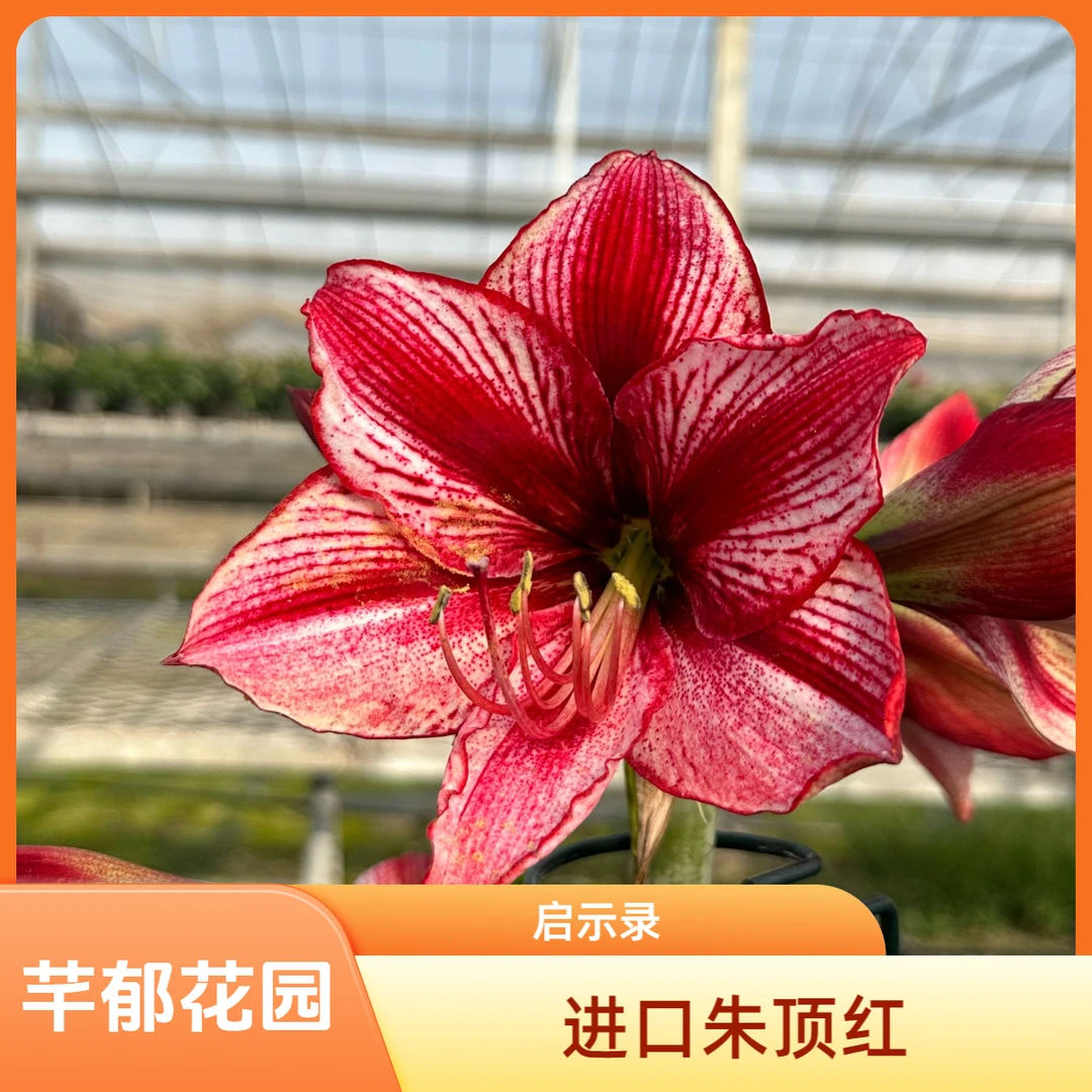 【现货】 进口朱顶红 启示录种球 秘鲁球适合室内阳台庭院植物