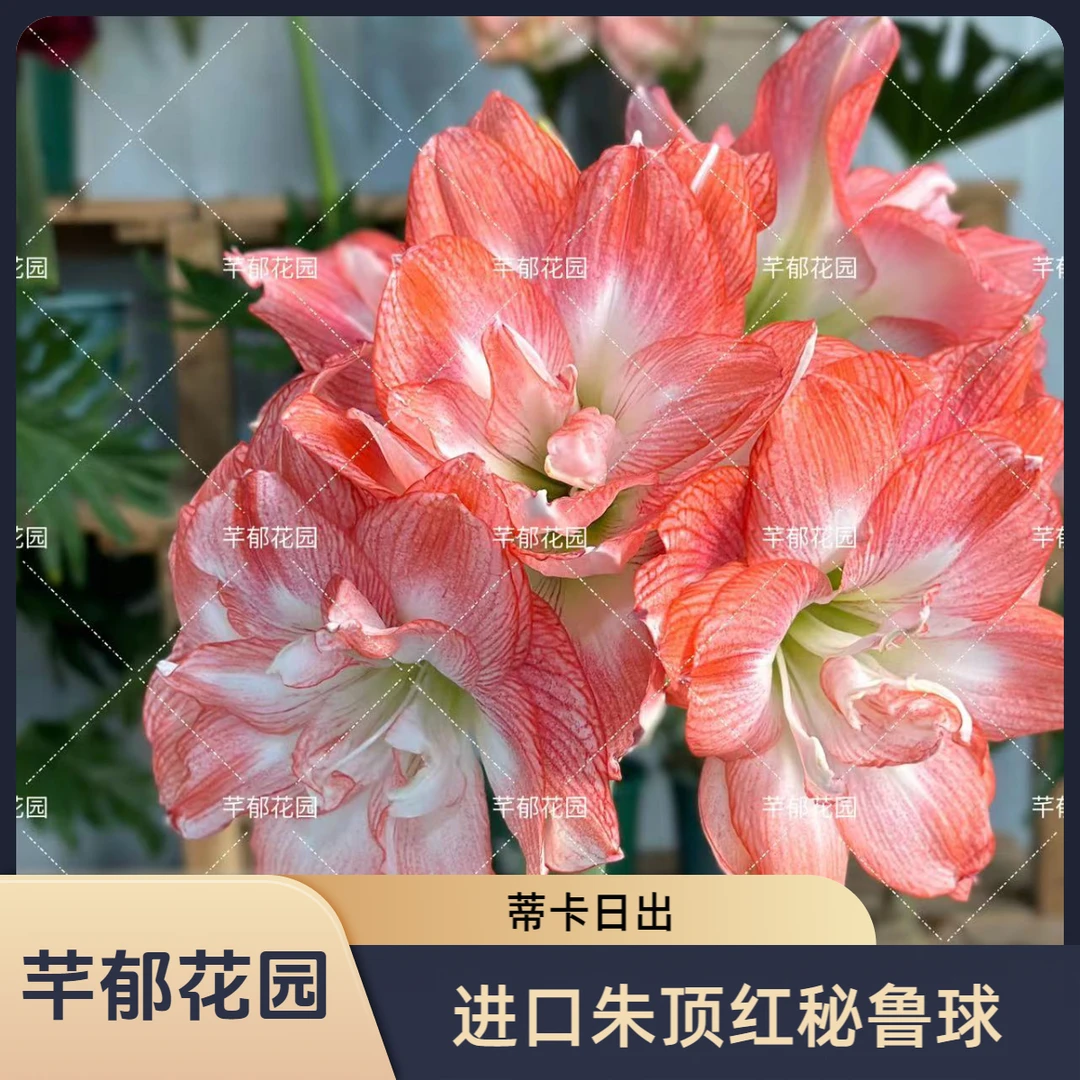 【现货】蒂卡日出种球 进口朱顶红秘鲁球适合室内阳台庭院植物