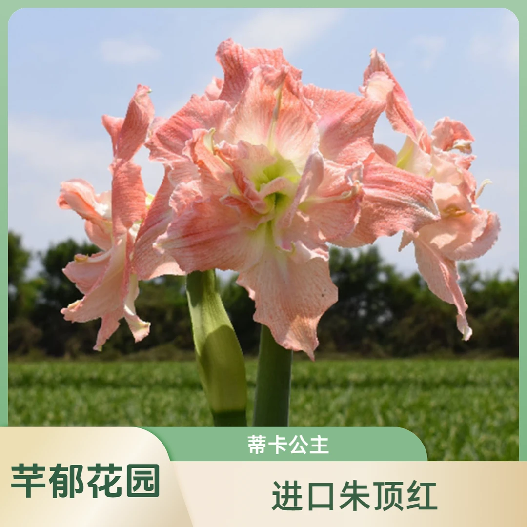 【现货】蒂卡公主种球 进口朱顶红秘鲁球适合室内阳台庭院植物