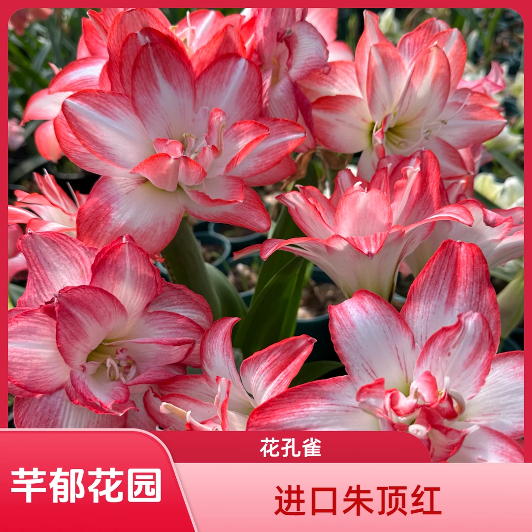 【现货】花孔雀朱顶红种球 进口朱顶红秘鲁球室内阳台庭院植物