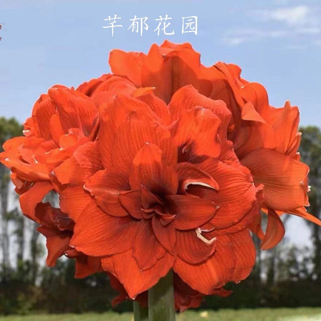 Y 现货蒂卡爵士种球 进口朱顶红秘鲁球适合室内阳台庭院植物