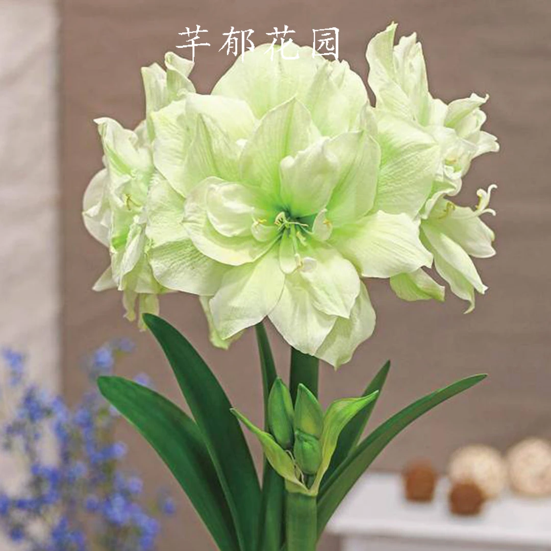 Y 现货玛丽琳种球 进口朱顶红荷兰球室内阳台庭院植物