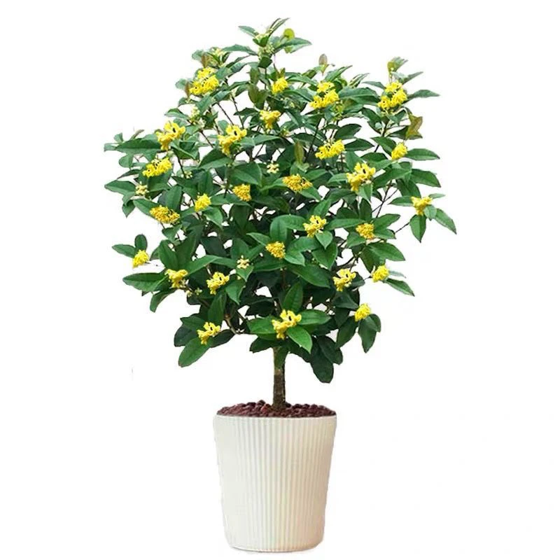 飘香精品桂花苗盆栽金桂四季桂开花浓香型阳台花卉绿植庭院盆景好