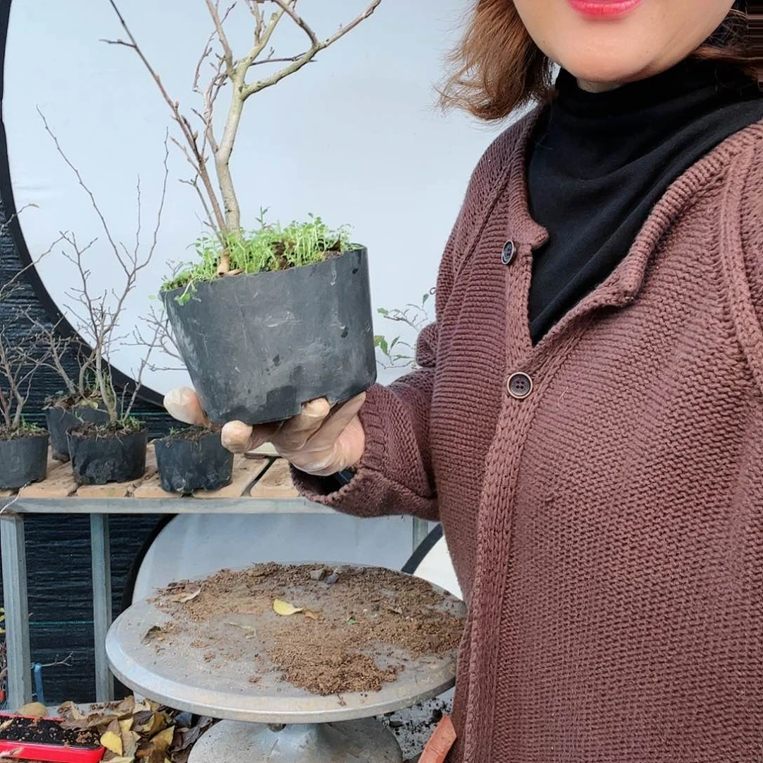 老鸦柿盆景盆栽植物