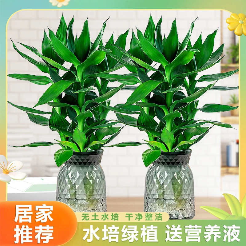 【拍一发二】水培绿植观音竹盆栽好养净化空气客厅卧室易活优质好物