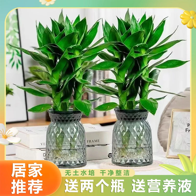 【买一送一】观音竹清新水培植物办公桌客厅盆栽美观养护简单绿植