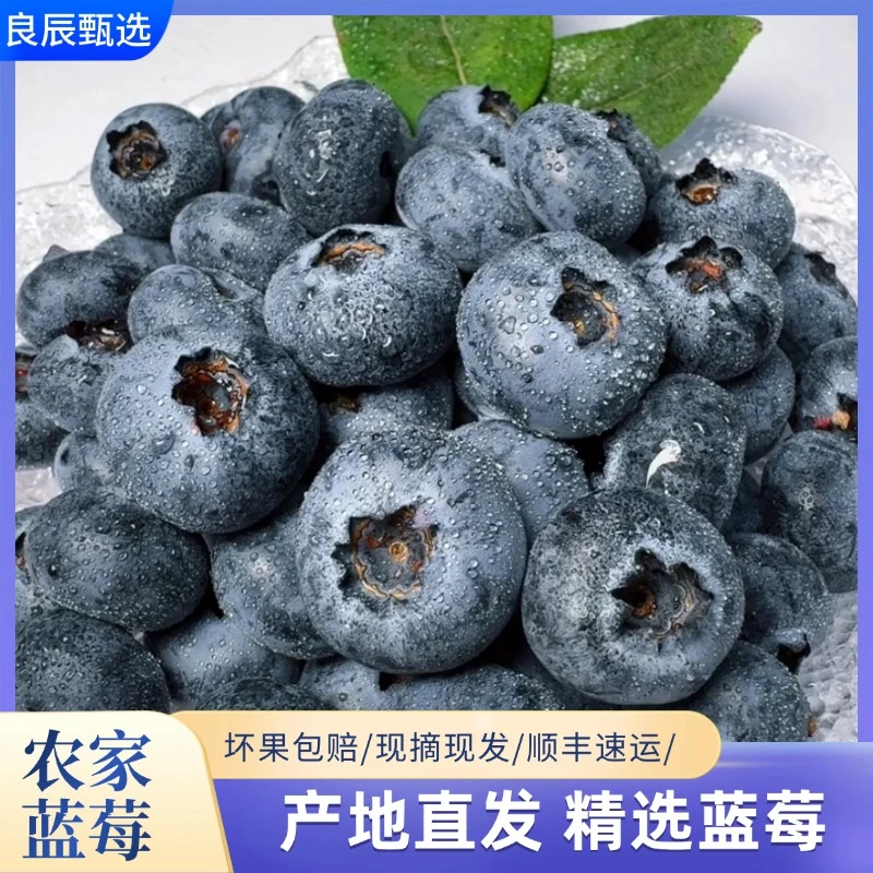 【云南蓝莓】鲜果自产新鲜水果当季大蓝莓怡颗孕妇整箱包邮顺丰鲜果