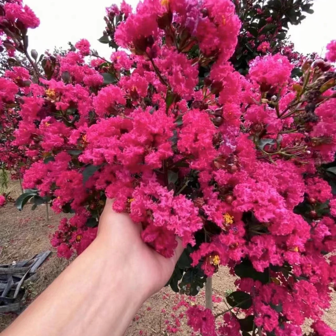 丛林款紫薇花树苗耐寒耐热南北方适合移栽盆栽地栽均可种植