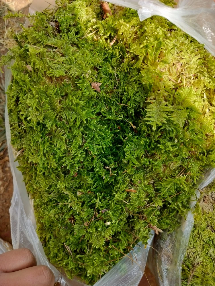 苔藓 青苔 背阴山苔癣30两袋包邮