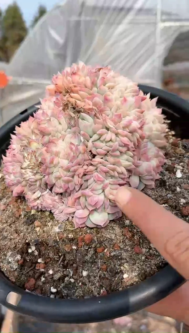 【闪购商品】12-20 莎莎女王缀化