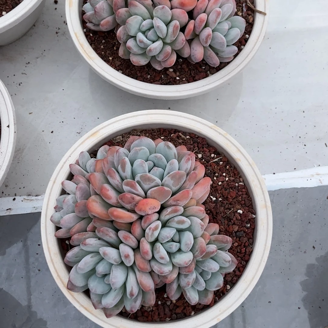 香水多肉植物000