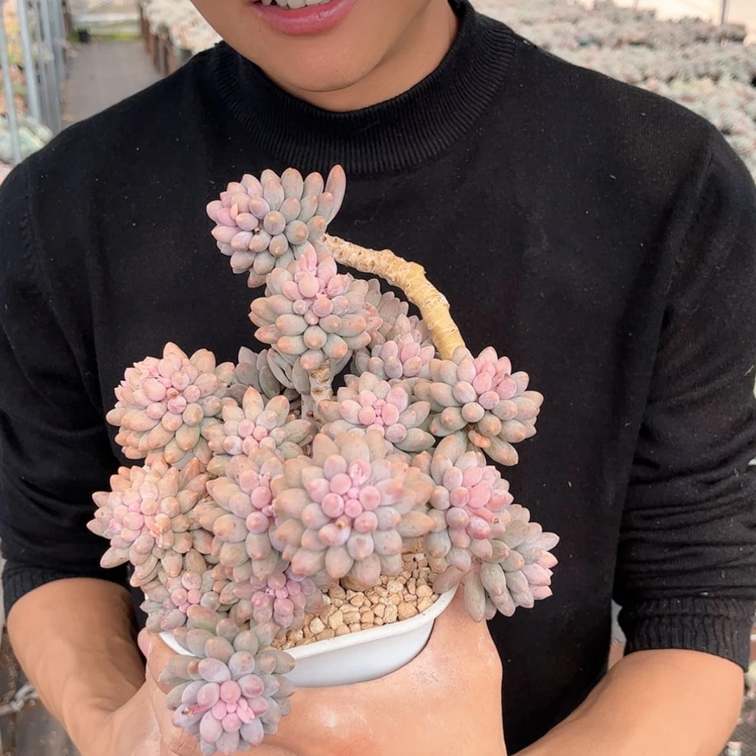 【闪购商品】婴儿手指