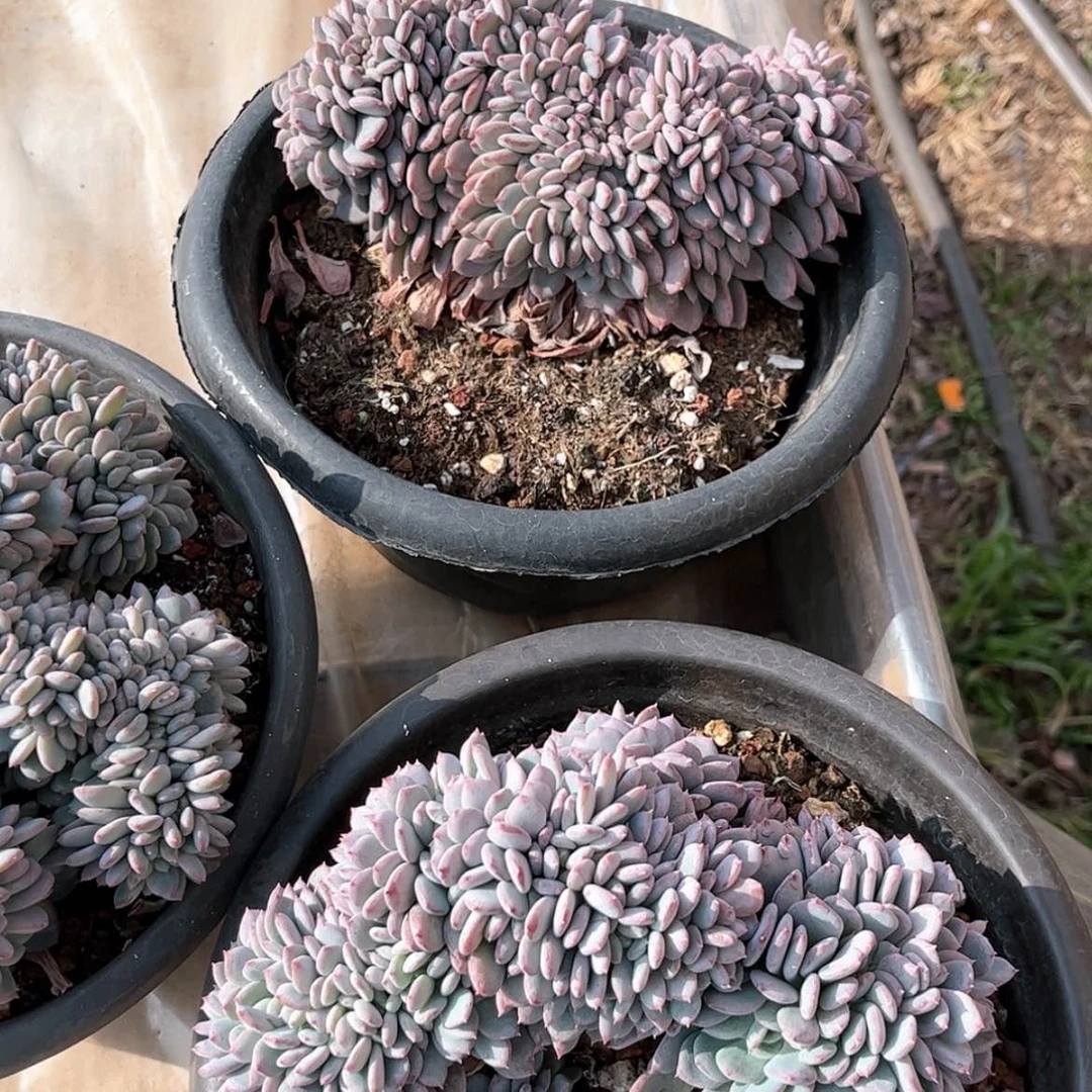 【闪购商品】玛瑙缀化