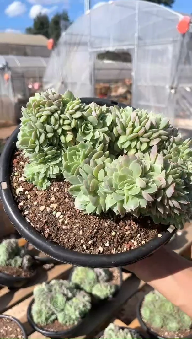 【闪购商品】12-15 昂斯诺缀化