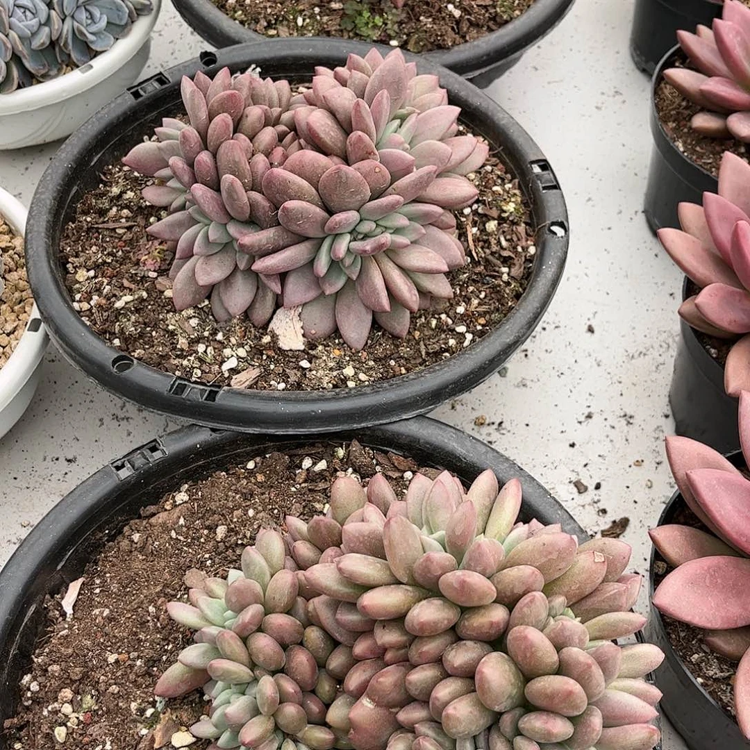 桃花源缀化0000000