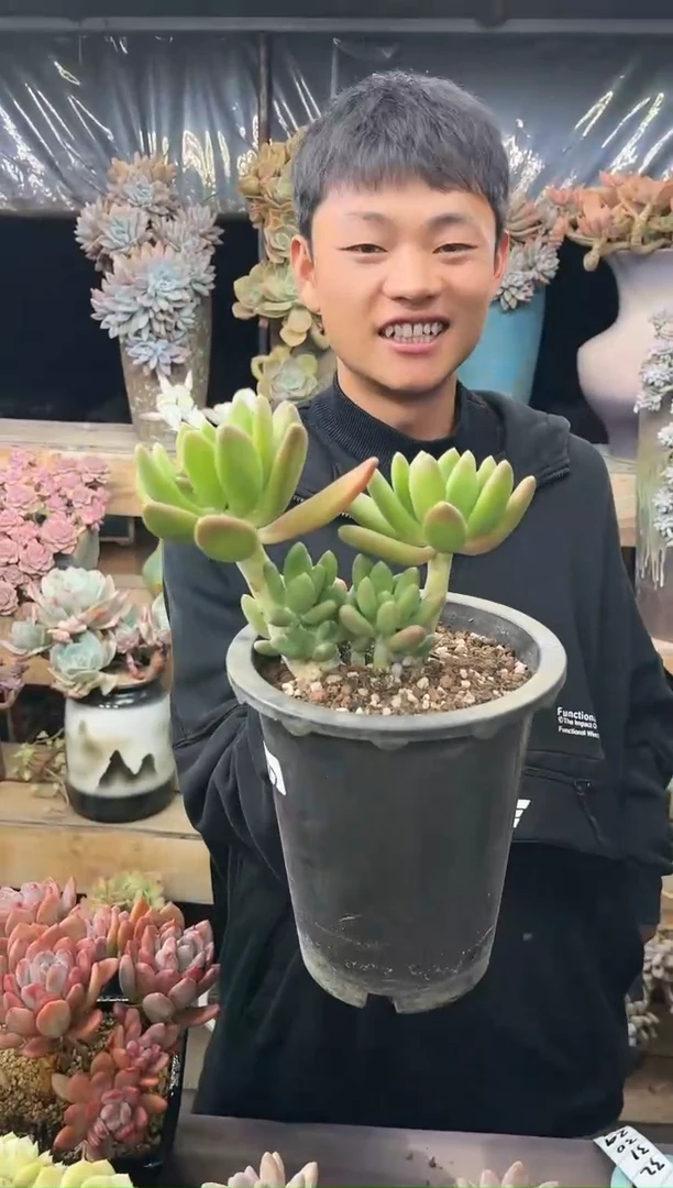 【闪购商品】22 金婵