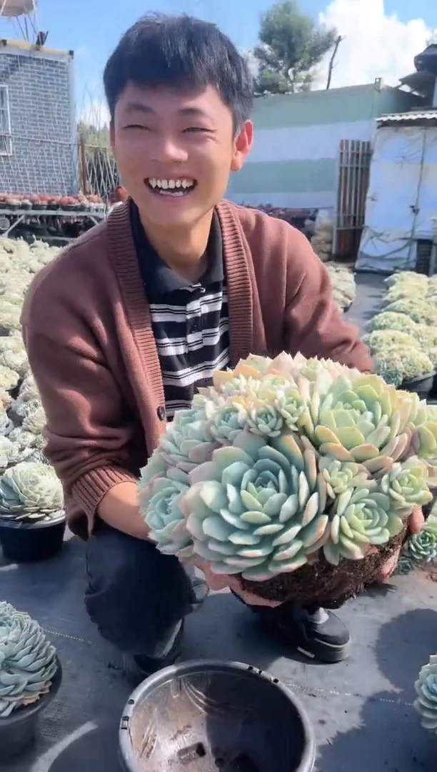 【闪购商品】12-16 恋曲