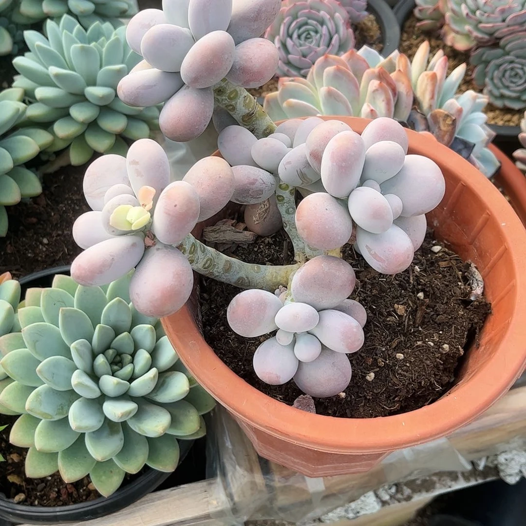 奶酪多肉植物0000