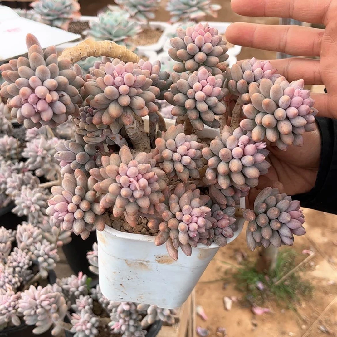 【闪购商品】模特婴儿手指