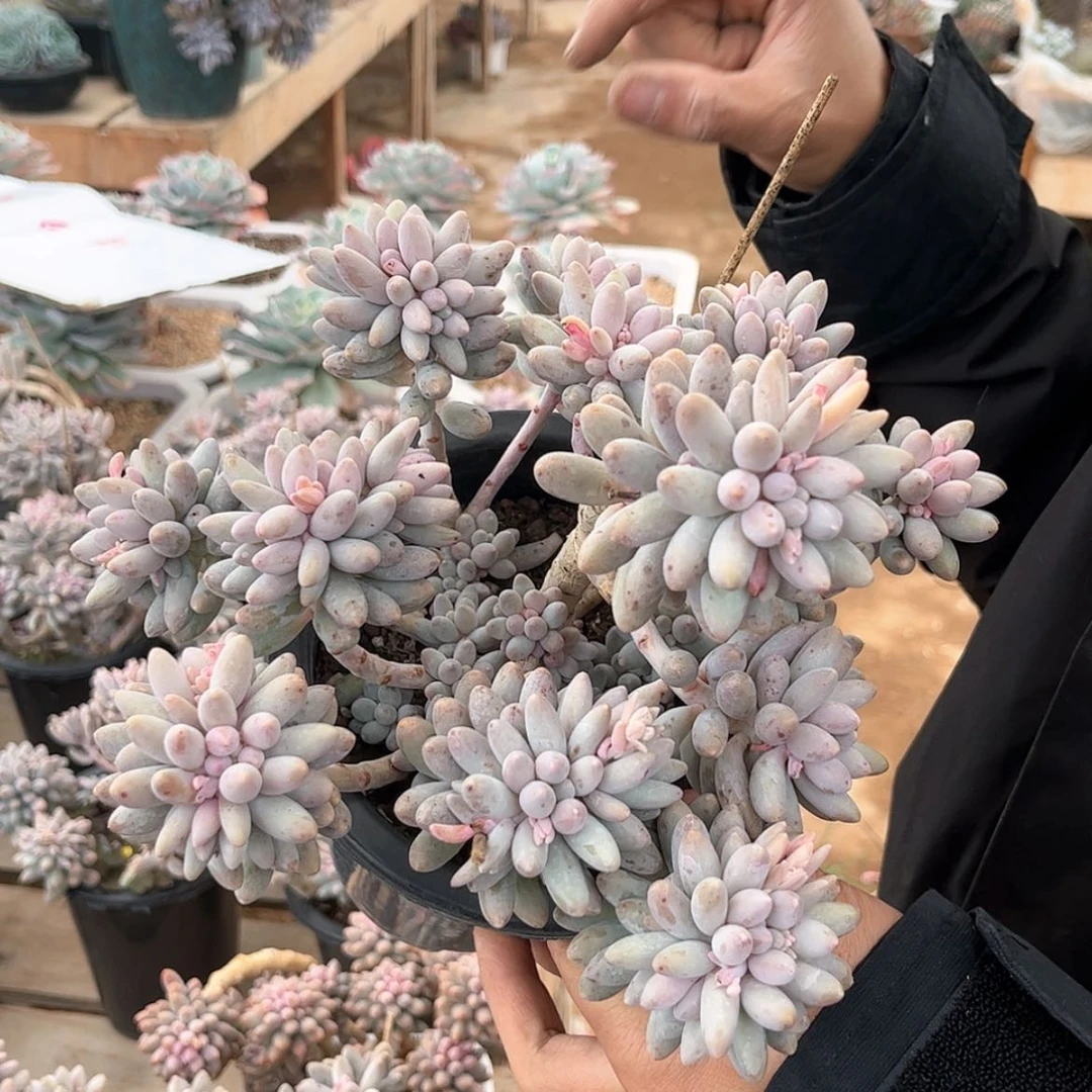 【闪购商品】婴儿手指