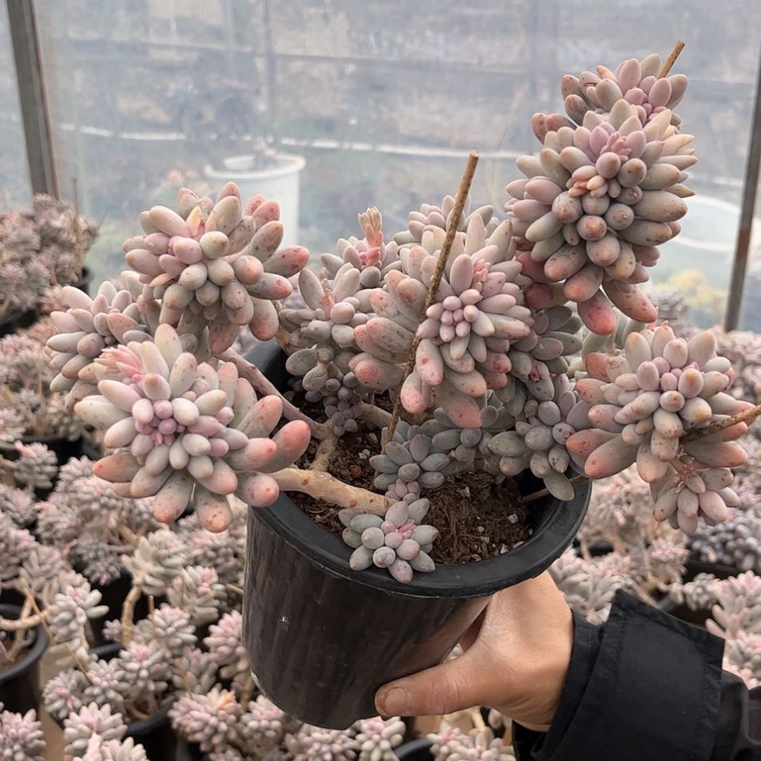 【闪购商品】婴儿手指