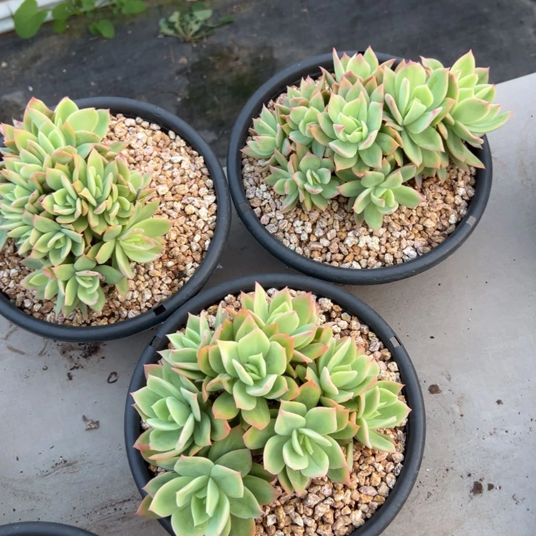 梓*乔伊朵朵缀化多肉植物3颗