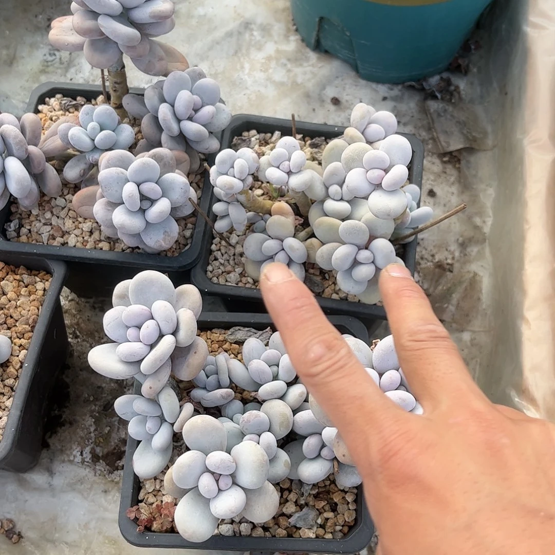 烟美人多肉植物000