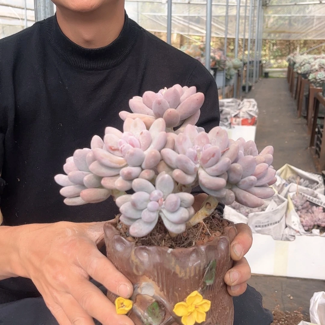 【闪购商品】15汤圆