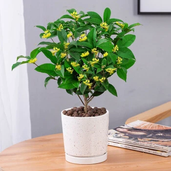 四季桂花绿植盆栽原盆原土发货好养易成活