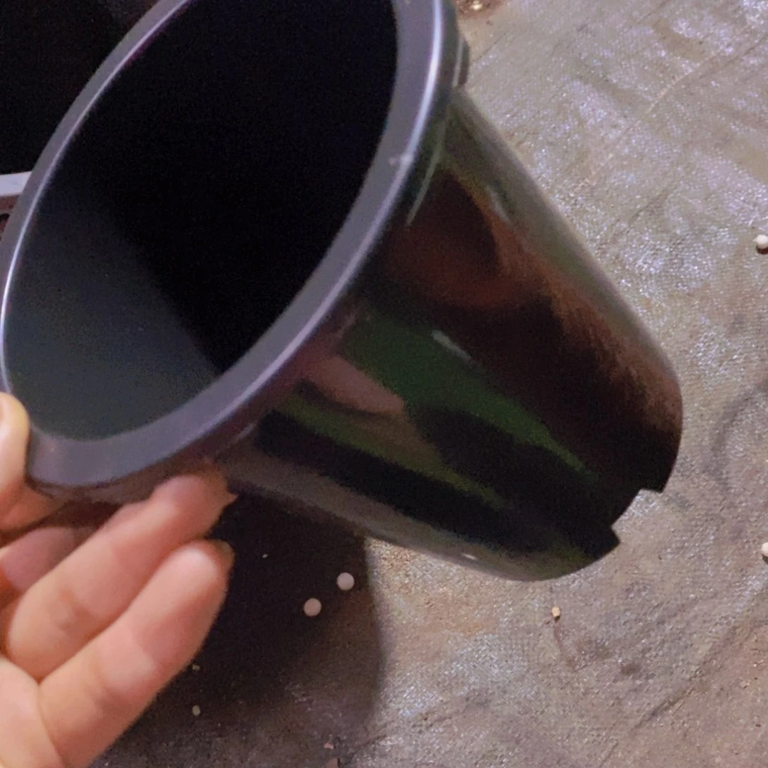 新15公分黑万象盆 12个