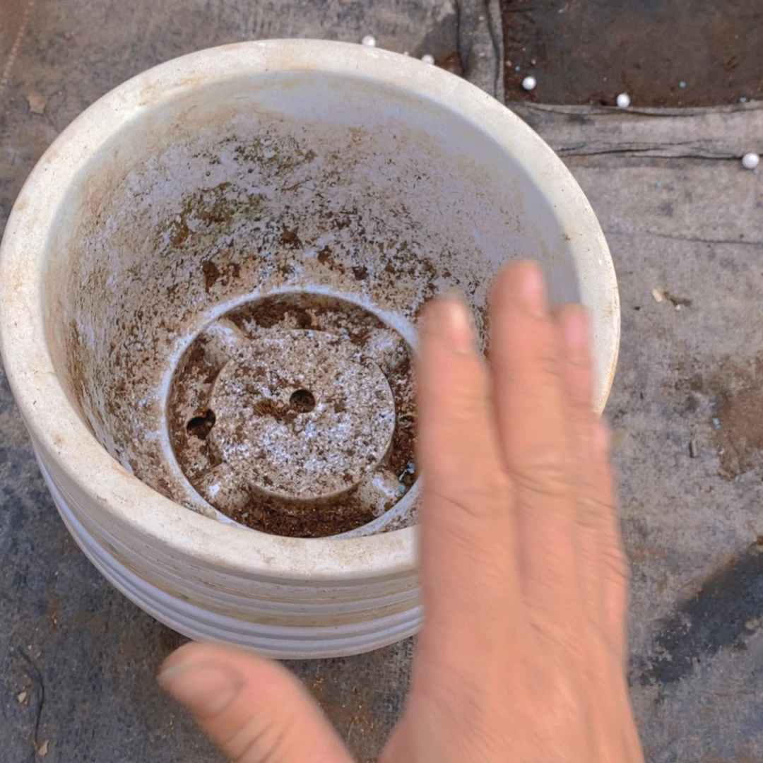 二手白圆盆21公分12个