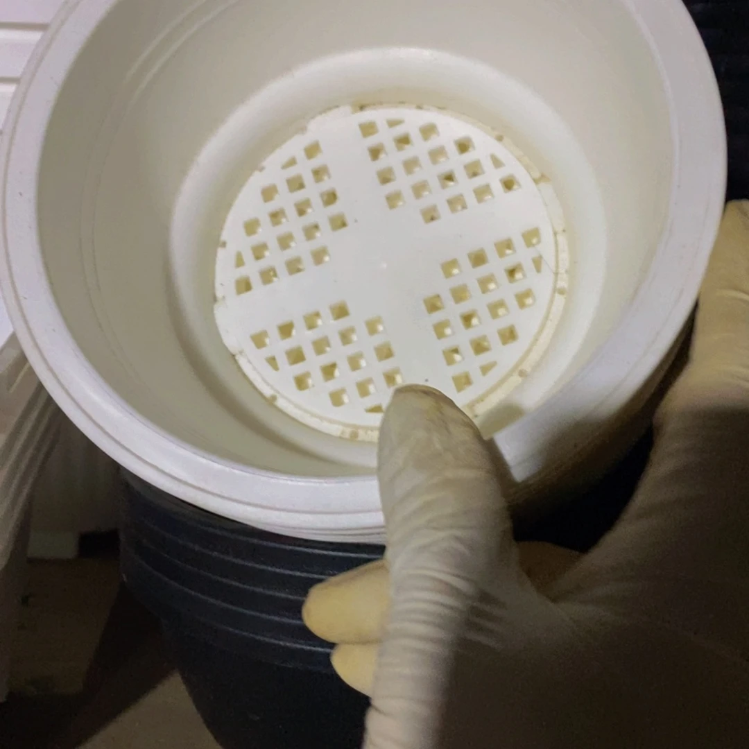 塑料新16公分白韩盆15个