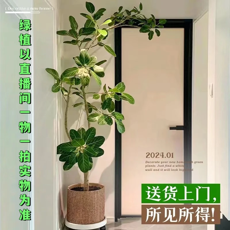 孟加拉榕高山榕造型盆栽大型绿植室内客厅网红植物办公室养护组合
