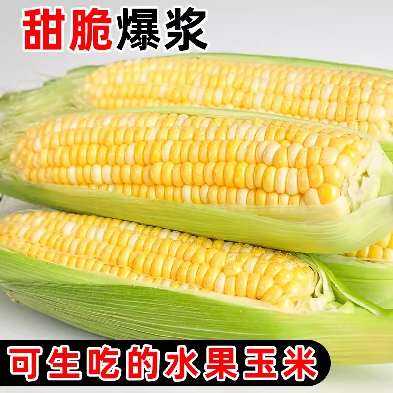 （新鲜现摘）广西高山水果玉米5斤/8斤/9斤鲜嫩多汁水果甜玉米