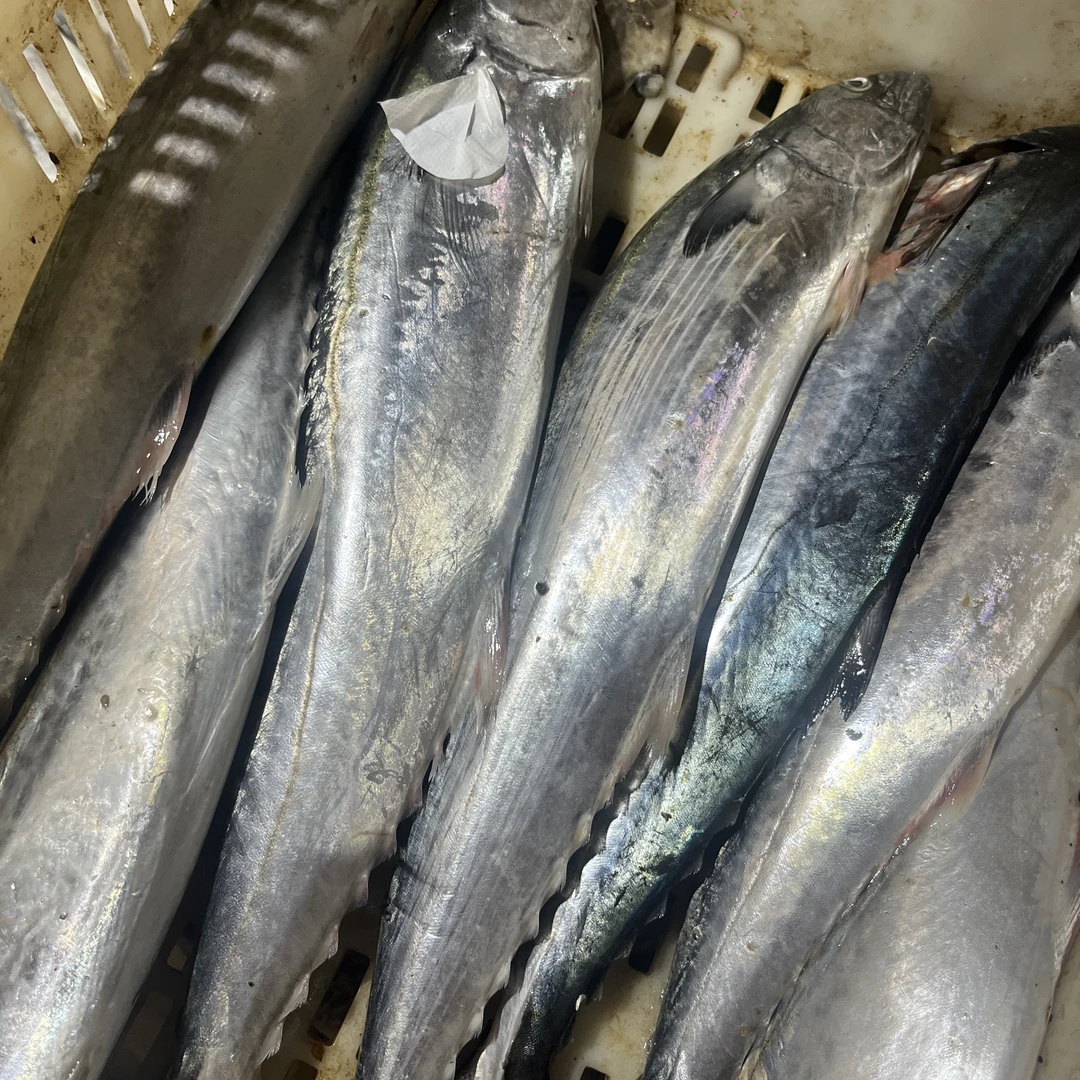 【花姐自家渔船】渤海湾大鲅鱼 新鲜速冻 胶东威海特产