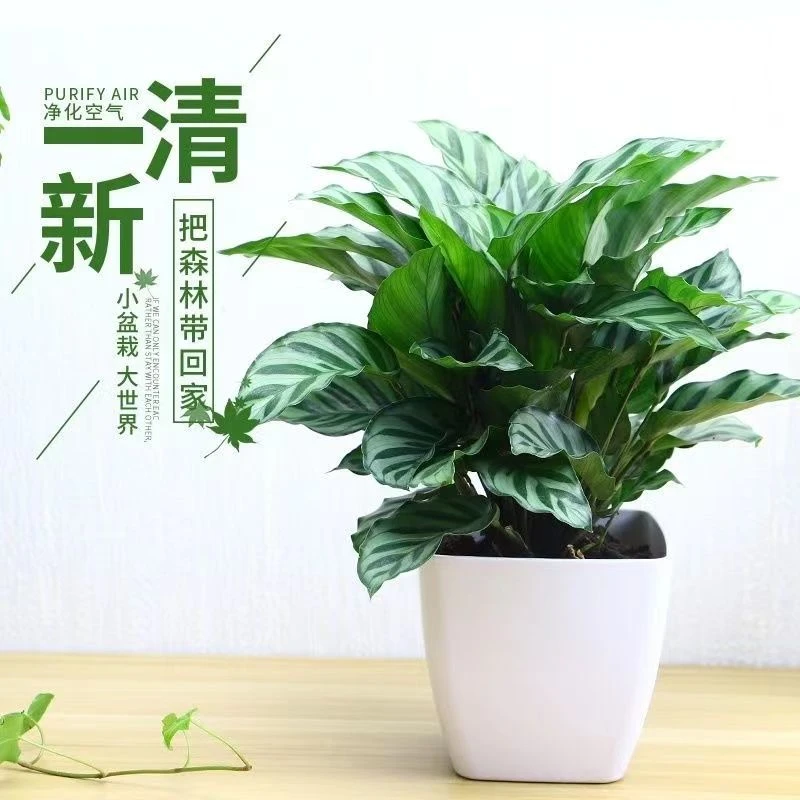翠叶竹芋彩叶竹芋室内桌面盆栽净化空气除甲醛四季常青办公室植物