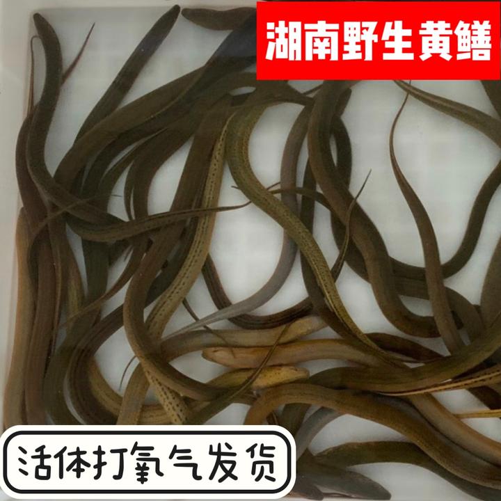 湖南土黄鳝包活自然生长新鲜野黄鳝食用稻田盘鳝生态野鳝鱼长鱼