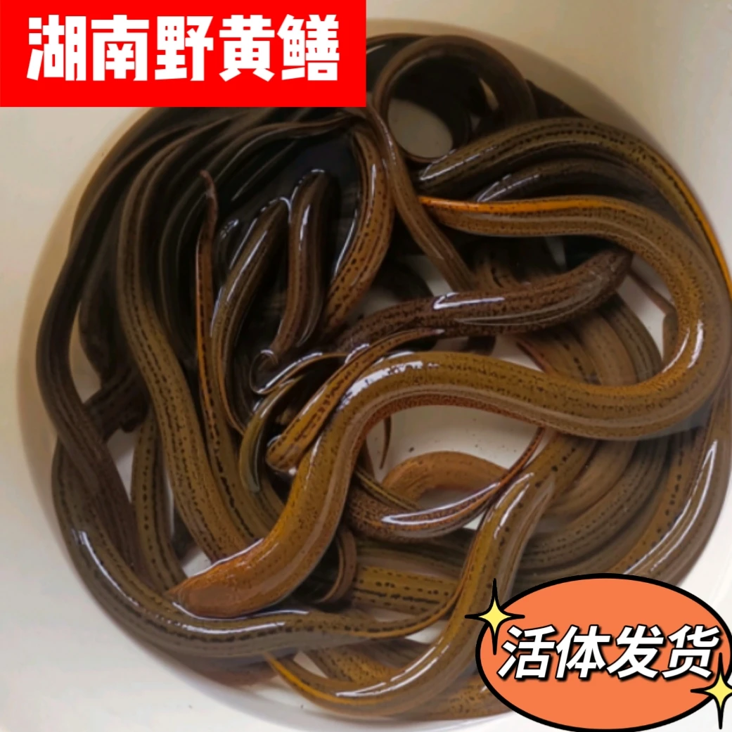 野黄鳝湖南稻田土黄鳝生态野鳝鱼土盘龙活体发货土龙长鱼包活到家