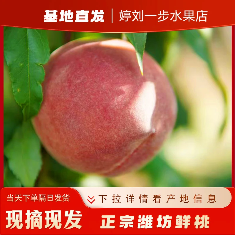 脆甜青州蜜桃脆甜无酸新鲜时令水果特产现摘现发整箱脆桃桃味十足