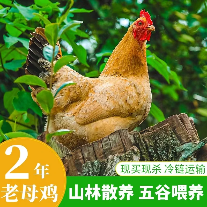 【小马生鲜】农家老母鸡3只毛重9斤净重6斤以上 顺丰包邮