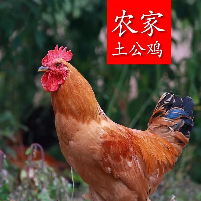 【零零九】农家黄脚公鸡4只毛重16斤净重9.5斤以上宰杀发货