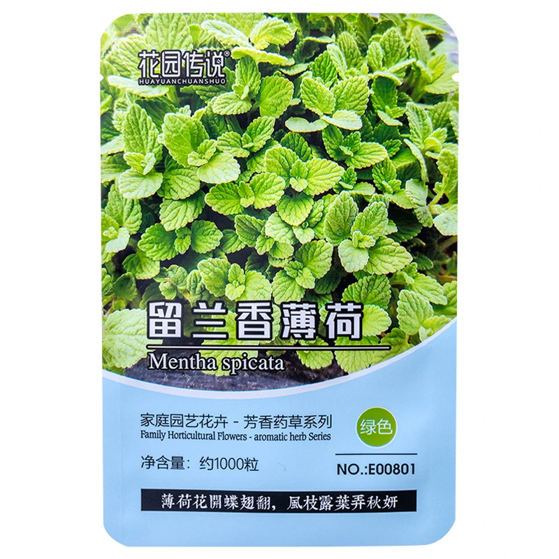 正宗芳香留兰香薄荷多年生香草种籽四季阳台盆栽春秋播种清新植物