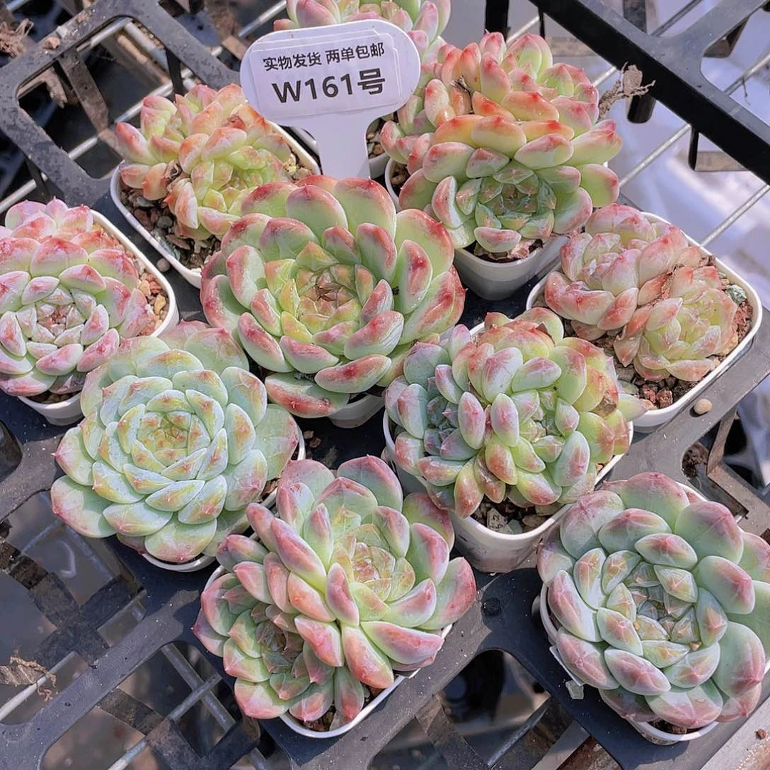 W161号 精品珍妮樱花冰魄买一送一