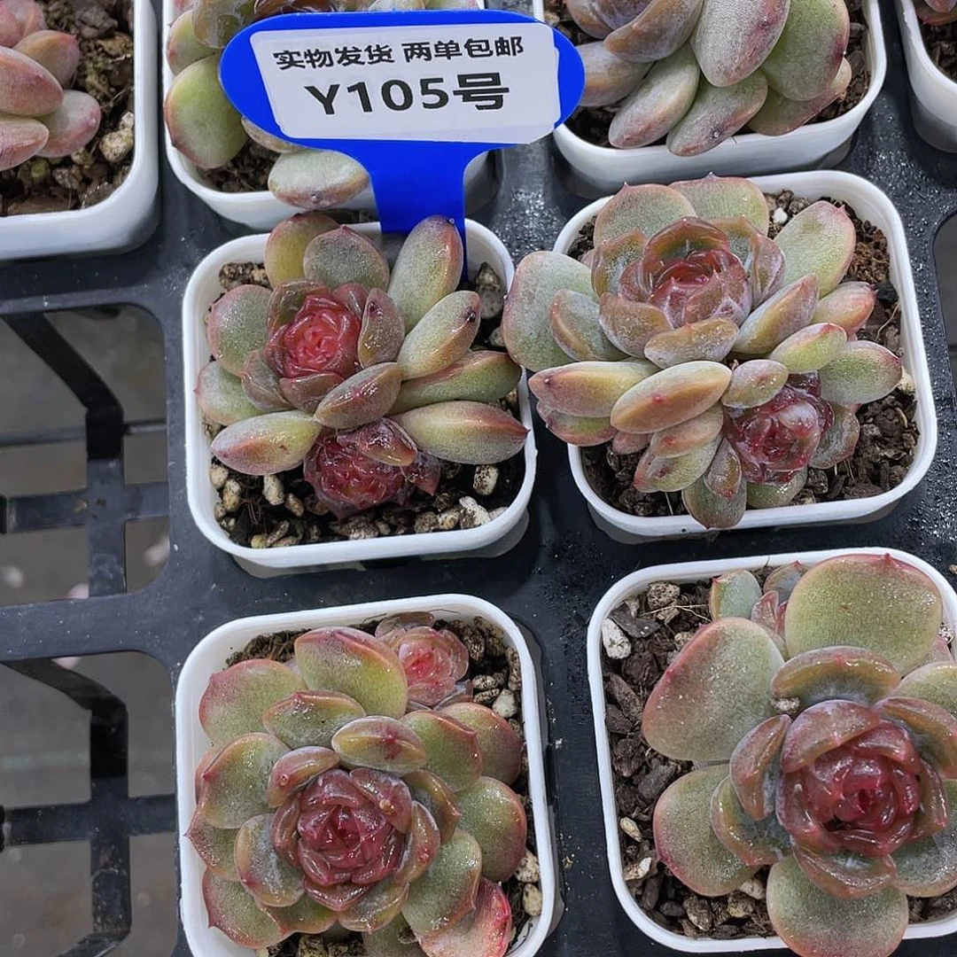 Y105-精品奶油红恋双头一个