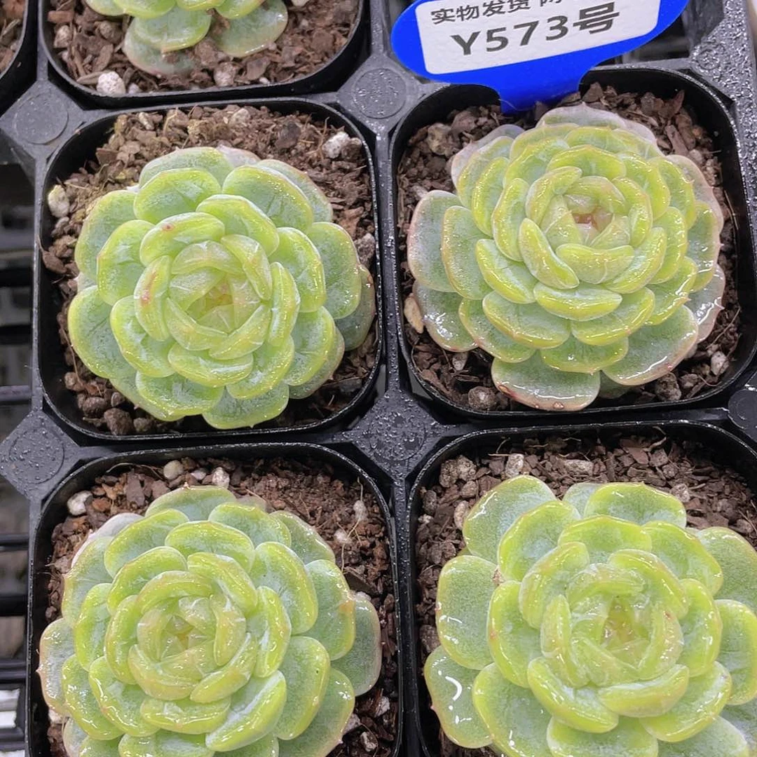 Y573-精品糖心白恋母本一个