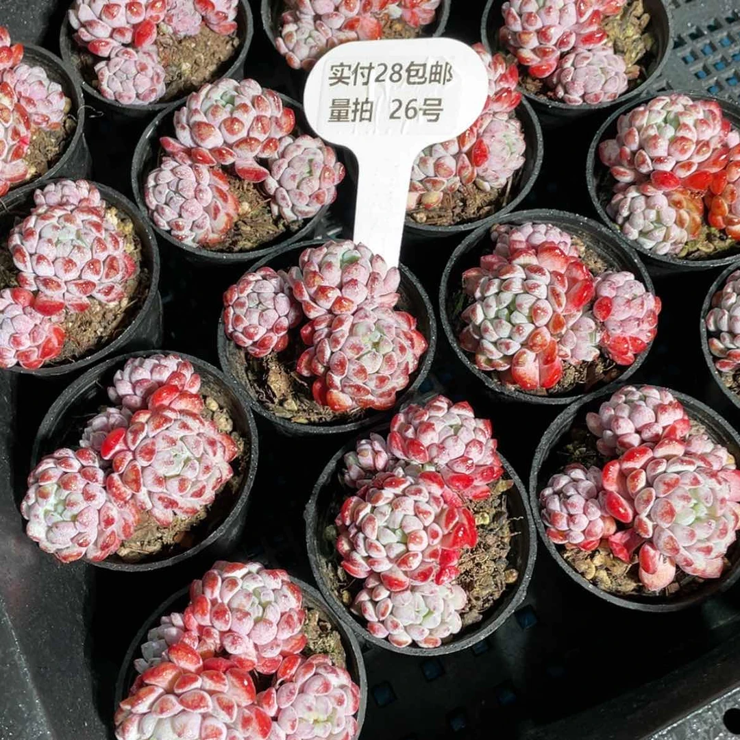 【闪购商品】量拍26号 精品娜雅小精灵群