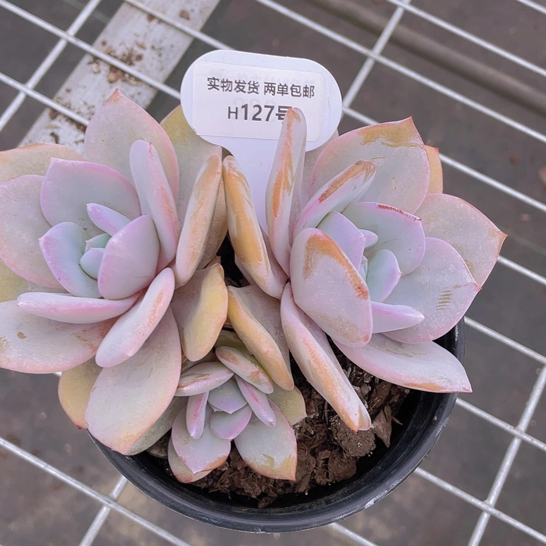 H127  全状态母本奶茶
