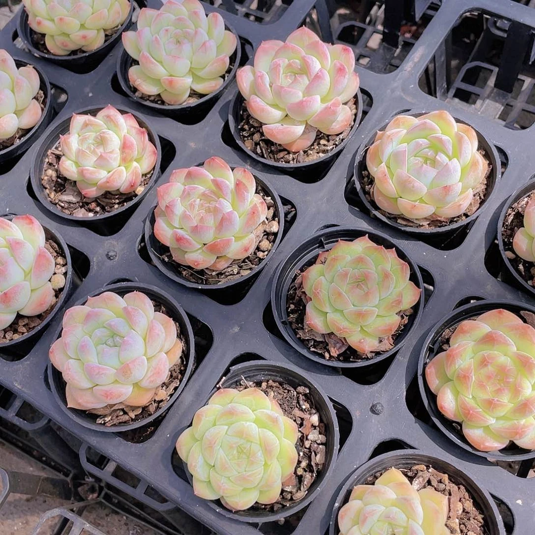 W411号 精品白桃汽水单头买一送一