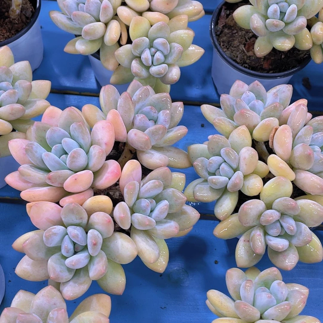 量拍5  奶油香水四头起